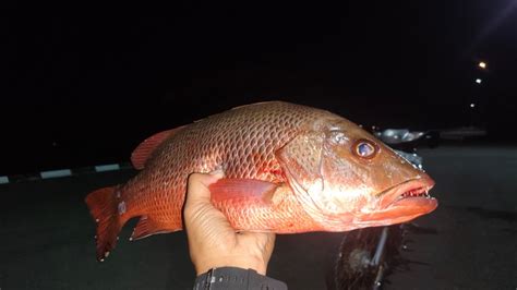 IKAN INI MAHAL DI TARAKAN BERUNTUNG KALAU DAPAT IKAN INI YouTube