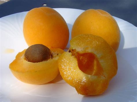 Apricot - World Crops Database - Temperate fruits