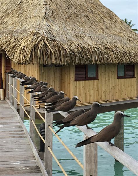 Homeless Dogs In Bora Bora – ANGEL PAWPRINT-Compassionate Pet Loss