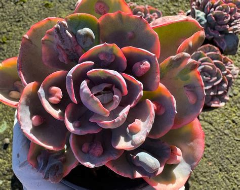 Echeveria Rainbow Beyonds Variegated Inches Single Head