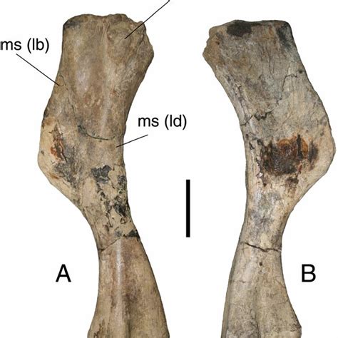 Troodontidae genus and species indeterminate. A-D, tooth (KUVP 96932 ...