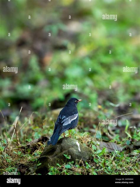 Grey Winged Blackbird Or Turdus Boulboul Bird Closeup In Natural Green