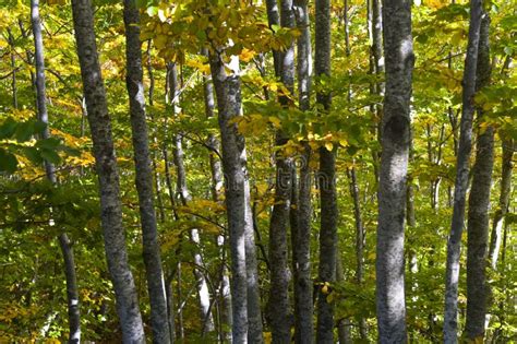 Fall Colors Birch Trees Autumn Upper Michigan Stock Photo Image Of