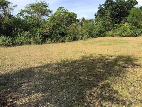 RUSH For Sale 4559 SQM Lot In Dauis Panglao Island Property For Sale