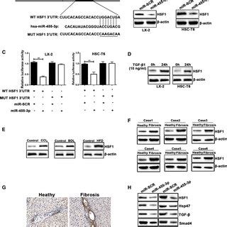 Mir P Regulates Hsf Expression By Binding To The Utr Of Its