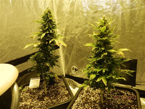 White Widow Royal Queen Seeds Cannabis Strain Gallery Page No3