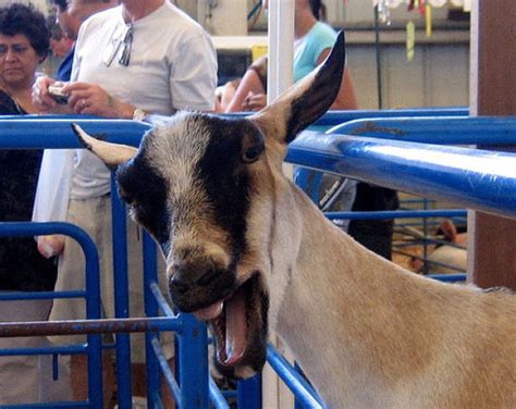 Funny Animals: Funny Goat Photos