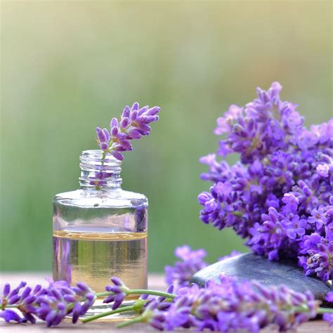 Lavender Oil Benefits For Hair | Benefits Of Lavender Oil For Hair