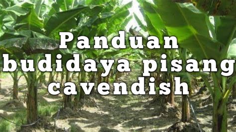 Panduan Budidaya Pisang Cavendish Agar Berbuah Lebat Youtube