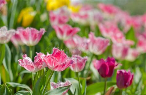 Beautiful Pink Tulip Flowers Stock Image Image Of Season Beautiful