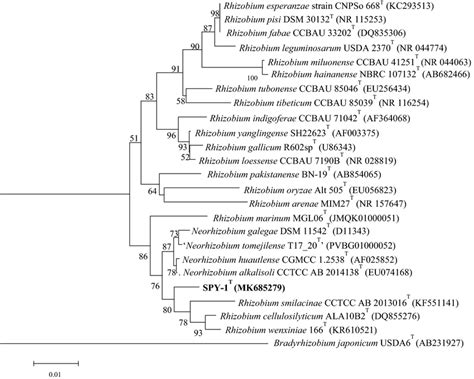 Neighbor Joining Phylogenetic Tree Based On 16S RRNA Sequences Showing