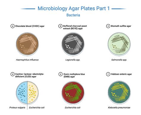 Microbiology Blog For Students Mblogstu Procedure For Preparation Of