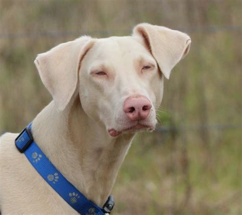 Que Es Un Doberman Albino