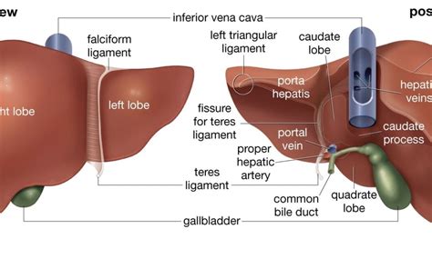 1. Canine Liver - Dr. Bills Pet Nutrition