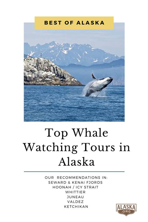 Alaska Whale Watching Tours | Seward, Whittier, Juneau, Valdez ...