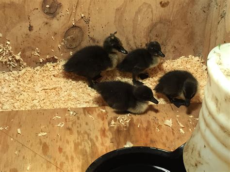 New Cayuga Ducklings : r/duck