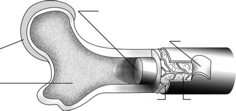 Sơ đồ Aufbau eines menschliche Röhrenknochens Quizlet