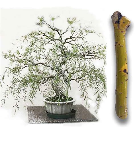 Bonsai Dwarf Weeping Willow Tree Online Here | alphamedicalmanagement.com