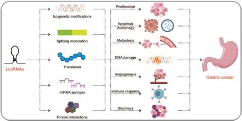 Long Non Coding Rnas In Gastric Cancer New Emerging Biological