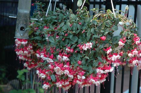 Plante Tombante Cultivez Votre Jardin Intérieur En 41 Photos