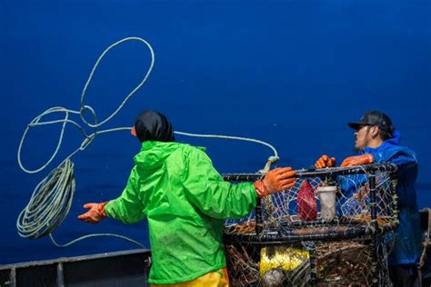 See how Dungeness crab is caught off Kodiak Island, Alaska