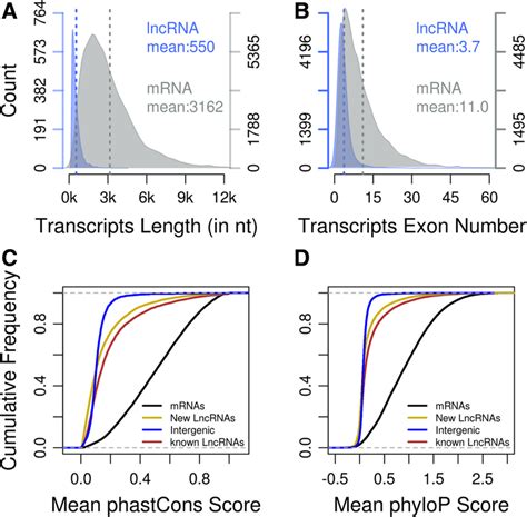 Genomic Features Of New Predicted Lncrnas A Length Distribution Of