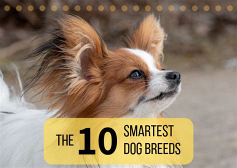 The Top 10 Smartest Dog Breeds And Their Histories Pethelpful