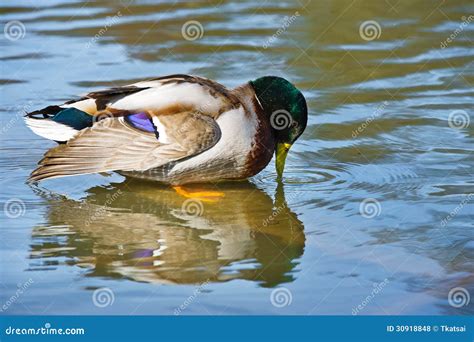 Beautiful Bright Duck Mallard Bird Swimming In A Lake River Stock Photo