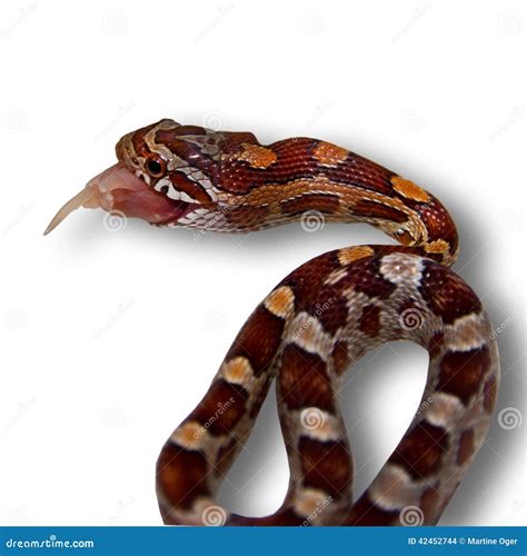 Snake Eating Mouse. Stock Photography | CartoonDealer.com #42452744