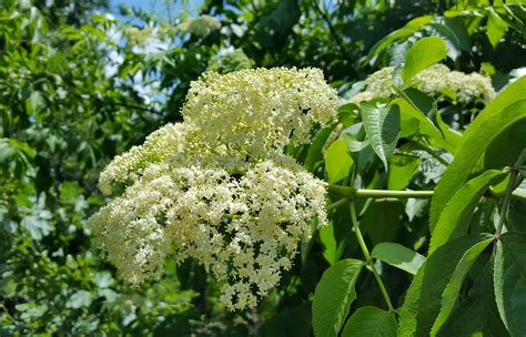 Sambucus Nigra Ssp Canadensis Elderberry Eco Blossom Nursery