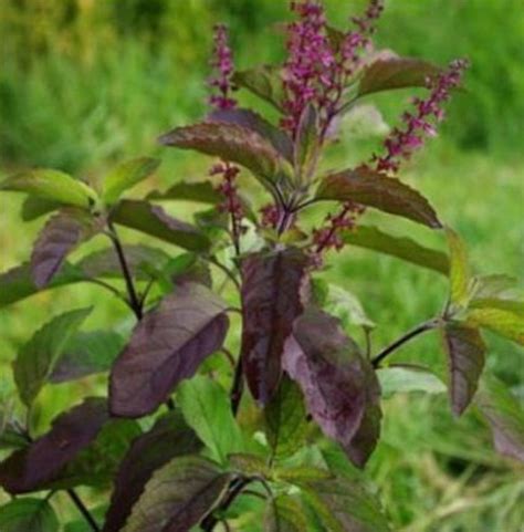 Holy Basil Krishna Tulsi Ocimum Tenuiflorum Basil Plant Etsy