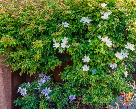 Clematis And Mermaid Great Companion Plants Southwest Desert