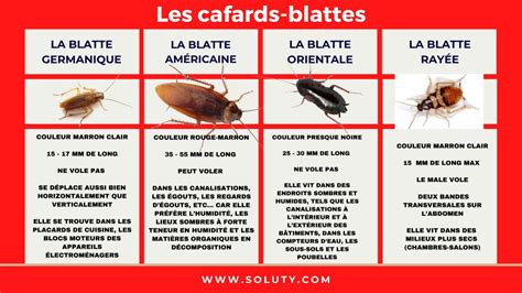 D Sinsectisation Blattes Experts En Radication De Cafards Soluty