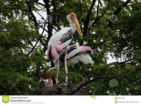 Painted Stork Mycteria Leucocephala Stock Photo Image Of Birds Bird