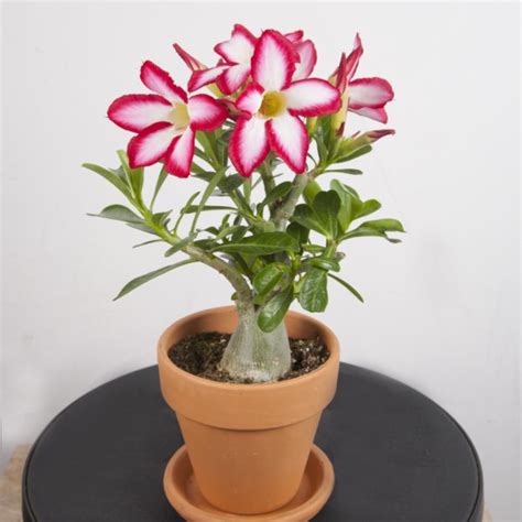 Desert Rose Plant List Of Types With Care Instructions And Pictures