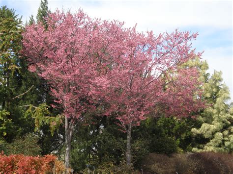 Okame Flowering Cherry Tree Problems Okame Taiwan Flowering Cherry