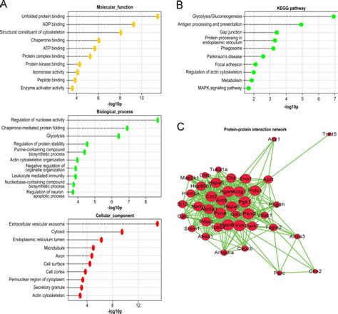 Data From A Comparative Proteomic Analysis Of Tumor Derived Lung Cancer