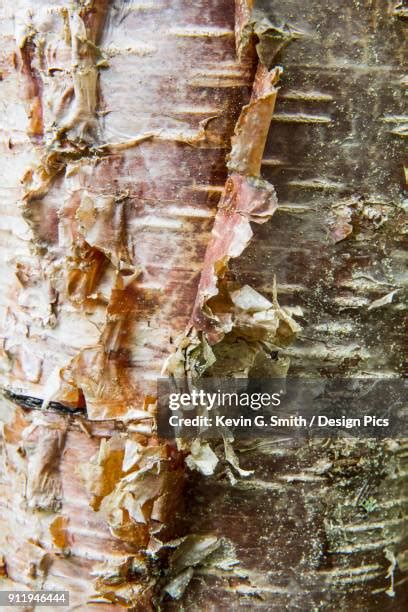 165 Alaska Birch Trees Stock Photos, High-Res Pictures, and Images ...