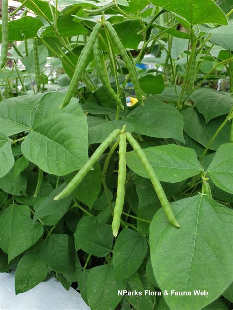 Vigna Radiata Mung Bean CABI Compendium 53 OFF