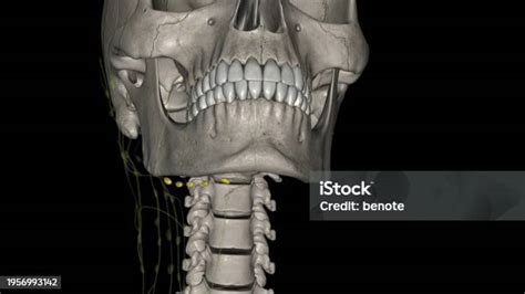 The Submandibular Lymph Nodes Are Some 36 Lymph Nodes Situated At The ...