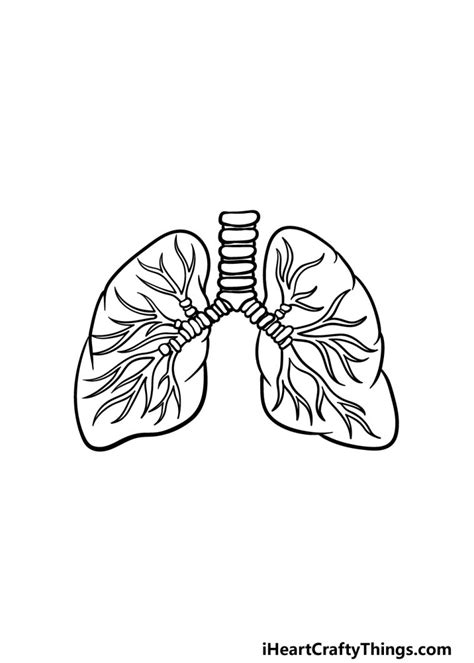 Lungs Drawing How To Draw Lungs Step By Step