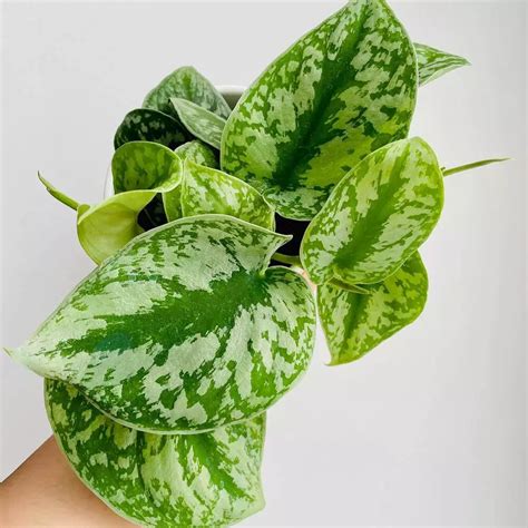 Pothos Plant Care: Tips and Tricks | Thursd.com