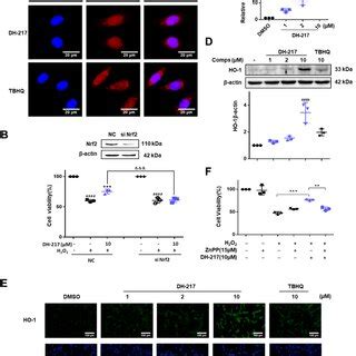 DH 217 Activated The Nrf2 Signaling Pathway A DH 217 Facilitated Nrf2