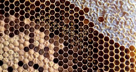 Capped Brood Vs Capped Honey Essential Differences Beekeeping Insider