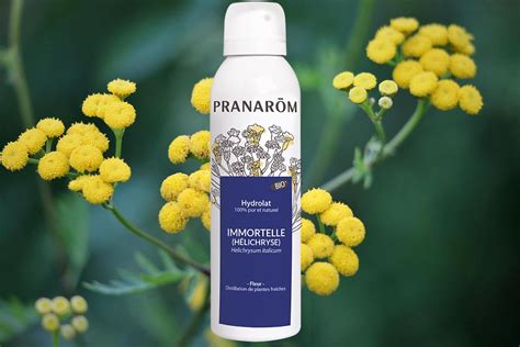 Fleur Pr Cieuse L Immortelle A Des Multiples Secrets