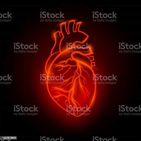 Red Neon Human Heart Illustration Anatomical Human Heart With Red Line