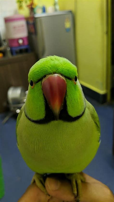 Floof Rparrots