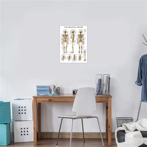 Mua Palace Learning Skeletal System Anatomical Chart Laminated Human Skeleton Anatomy Poster