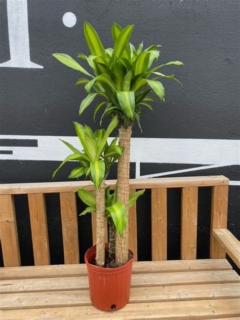 10 Dracaena Mass Cane Flowers Talk Tivoli