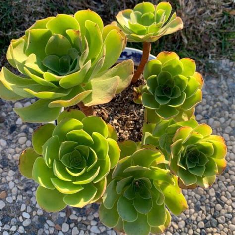 73 Types Of Aeonium Varieties Pictorial Guide